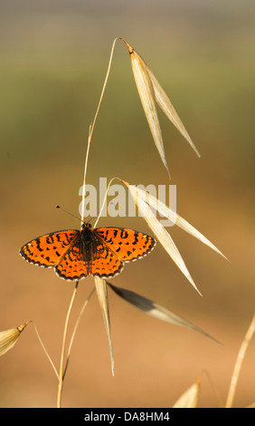 Lesser Spotted Fritillary (Melitaea Trivia) Schmetterling fotografiert in Israel, Frühling-Mai Stockfoto