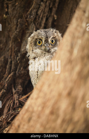 Juvenile Europäische Eule Zwergohreule (Otus Zwergohreule), auch eurasischen Zwergohreule Eule Israel, Frühling Stockfoto