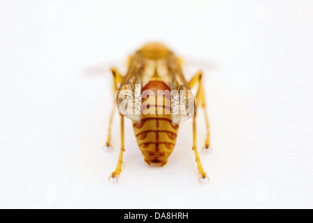 gelbe Wespe - Polistes hebraeus Stockfoto