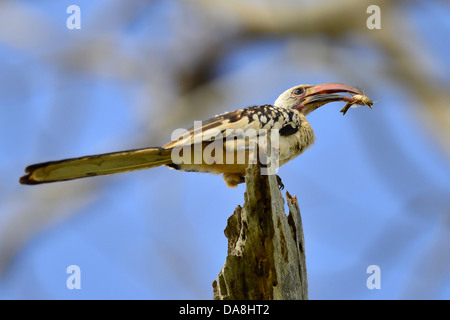 Rot in Rechnung gestellt Nashornvögel essen Insekten Kenia Stockfoto