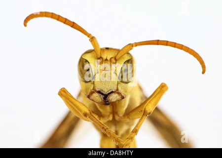 gelbe Wespe - Polistes hebraeus Stockfoto