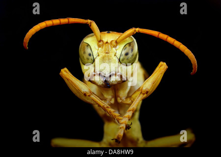 gelbe Wespe - Polistes hebraeus Stockfoto