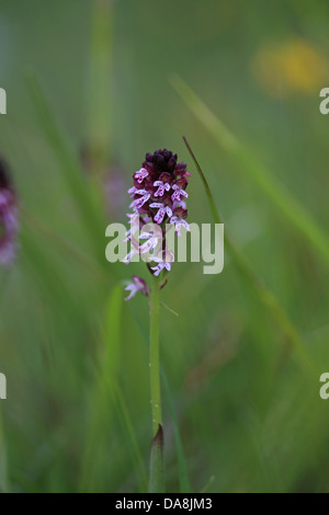 Verbrannt-Tip Orchidee (Orchis Ustulata) Stockfoto