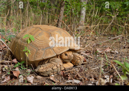 African angespornt - afrikanischen Sporn Oberschenkel Schildkröte - Schildkröte Sulcata Schildkröte (Geochelone Sulcata - Centrochelys Sulcata) Stockfoto