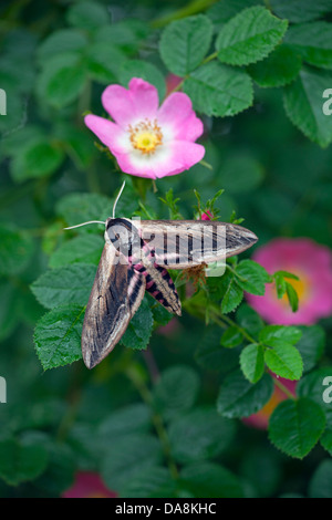 Liguster Hawk-Moth Sphinx Ligustri auf wilde Rose Stockfoto