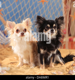 Chihuahuas, langhaarige, Isabell und Schwarz-Creme-weiß | Chihuahuas, Langhaarig, Rüden, Schwarz-Creme-Weiss Und isabell Stockfoto