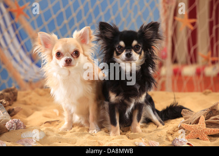 Chihuahuas, langhaarige, Isabell und Schwarz-Creme-weiß | Chihuahuas, Langhaarig, Rüden, Schwarz-Creme-Weiss Und isabell Stockfoto