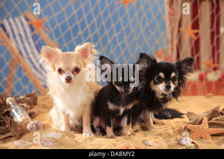 Chihuahuas, langhaarige, Welpe, Isabell und Schwarz-Creme-weiß Stockfoto
