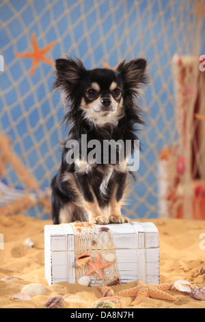 Chihuahua, Langhaar, Schwarz-Creme-weiß | Chihuahua, Langhaarig, Ruede, Schwarz-Creme-weiss Stockfoto