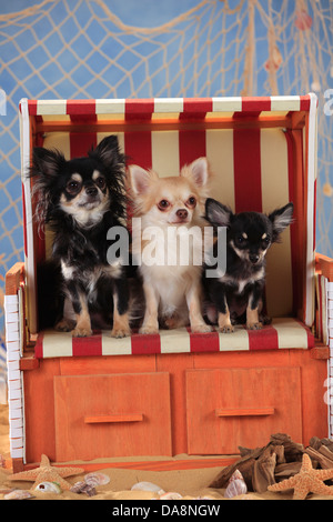 Chihuahuas, langhaarige, Welpe, Isabell und Schwarz-Creme-weiß Stockfoto