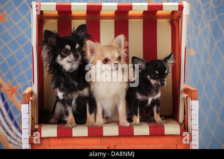 Chihuahuas, langhaarige, Welpe, Isabell und Schwarz-Creme-weiß Stockfoto