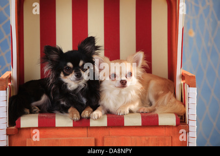 Chihuahuas, langhaarige, Isabell und Schwarz-Creme-weiß | Chihuahuas, Langhaarig, Rüden, Schwarz-Creme-Weiss Und isabell Stockfoto