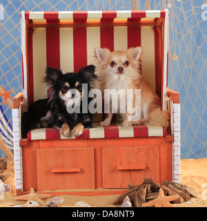 Chihuahuas, langhaarige, Isabell und Schwarz-Creme-weiß | Chihuahuas, Langhaarig, Rüden, Schwarz-Creme-Weiss Und isabell Stockfoto