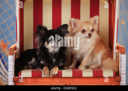 Chihuahuas, langhaarige, Isabell und Schwarz-Creme-weiß | Chihuahuas, Langhaarig, Rüden, Schwarz-Creme-Weiss Und isabell Stockfoto