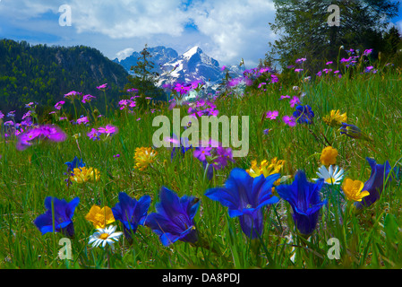 Deutschland, Bayern, Werdenfelser land, Land, Garmisch-Partenkirchen, Wiese, Blumen, Alpine, Blumen, Bergblumen, Enzian, Stockfoto
