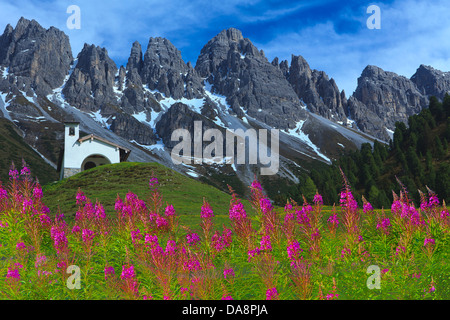 Österreich, Europa, Tirol, Grinzens, Alp Kemat, Alp, Kapelle, Wiese, Blumen, Weidenröschen, Weidenröschen, Berge, Schnee, Sommer, Kalkkö Stockfoto