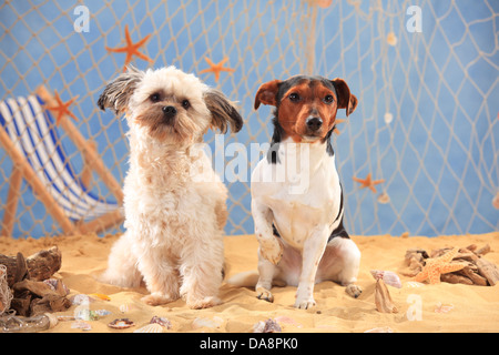 Jack-Russell-Terrier und Mischling Hund | Jack-Russell-Terrier Und Mischlingshund, Rüden Stockfoto