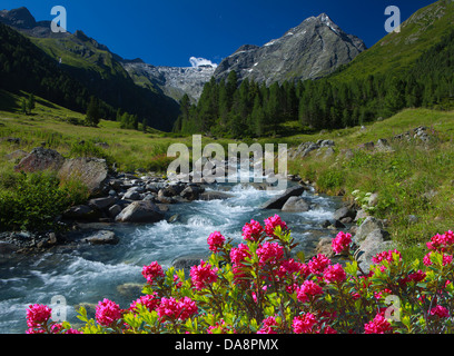 Österreich, Europa, Tirol, Sellrain, Lüsens, Alp, Bach, Wasser, Melach, Sommer, Blumen, Alpenrosen, Wiese, Berge, Lüsener F Stockfoto