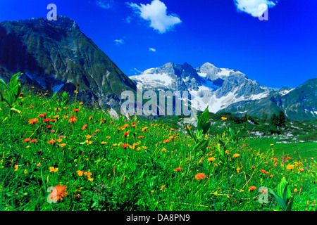 Österreich, Europa, Vorarlberg, Bregenzerwald, Schröcken, Berg Hochtann, Wiese, Sommerwiese, Blumenwiese, Blumen, mountai Stockfoto