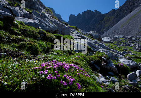 Österreich, Europa, Tirol, Ehrwald, Coburger Hütte, Drachenkar, Mieminger Kette, Berge, grüne Stein, Blumen, Bergblumen, A Stockfoto