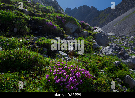 Österreich, Europa, Tirol, Ehrwald, Coburger Hütte, Drachenkar, Mieminger Kette, grüner Stein, Blumen, Berg Lumen, Alpen, Alpin, Stockfoto