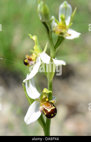 Weiße Biene Orchidee Ophrys apifera Stockfoto