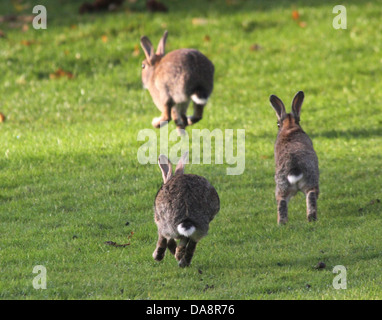 Drei Wildkaninchen (Oryctolagus Cuniculus) springen und jagen einander Stockfoto