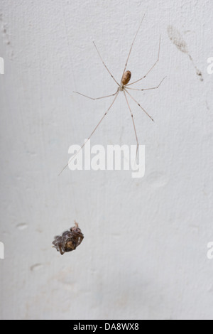 Lange Körper vierbeinigen Keller Spinne Daddy Longlegs innen Haus festhalten auf bemalte Wand Creme Raumecke Stockfoto