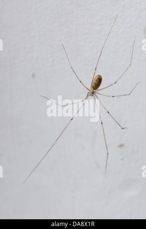 Lange Körper vierbeinigen Keller Spinne Daddy Longlegs innen Haus festhalten auf bemalte Wand Creme Raumecke Stockfoto