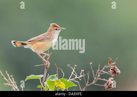 Drolligen Cistensänger oder gestreift Fantail Warbler (Cistensänger kommt) Stockfoto