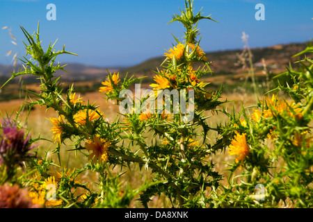 Nahaufnahme von Wildblumen auf der Insel Naxos, Griechenland Stockfoto