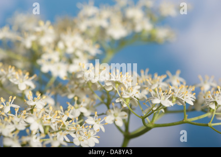 kleine Details von Holunderblüten Hochblatt Blüten in Großaufnahme eine Quelle der Holunder Stockfoto