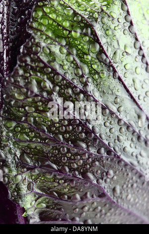 frischer Rotkohl mit Wassertropfen. Stockfoto