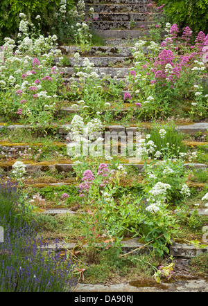 Überwuchert und verwitterten steinernen Stufen aufsteigend. Stockfoto