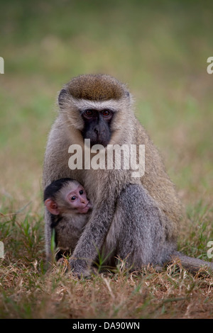 Trockene Nase Affen, Altweltaffen, Chlorocebus, Haplorhini, Catarrhini, Cercopithecidae, Cercopithecinae, Cercopithecini, saugen Stockfoto