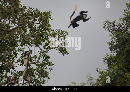 Afrika, Uganda, Ostafrika, schwarzen Kontinent, Afrika, Great Rift, Colobus, Affen, Primaten, rau-Triming Affen, m Perle Stockfoto