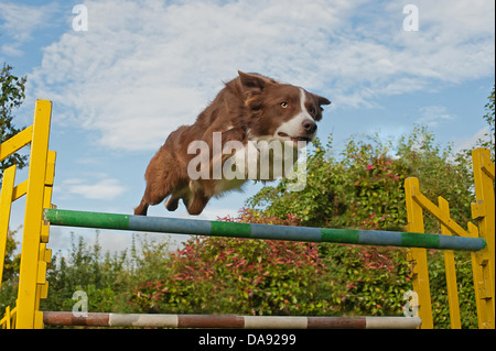 ungewohnten Blick auf ein Collie springen über eine Agilität-Zaun Stockfoto