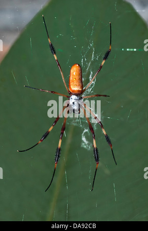 Golden Orb Weaver Spider (Nephila Ornata), Costa Rica Stockfoto