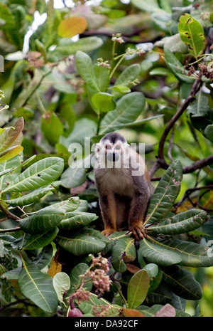 Wild grau gekrönt red-backed Totenkopfäffchen (Saimiri oerstedii citrinellus), Manuel Antonio, Costa Rica Alias: Mono Titi Stockfoto