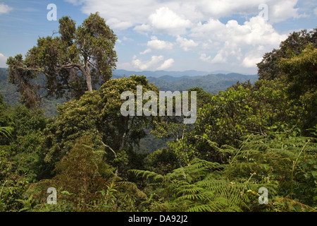 Afrika, Uganda, Ostafrika, schwarzen Kontinent, Perle von Afrika, Great Rift, Bwindi, Impenetrabel Wald, Nationalpark, Dschungel, r Stockfoto