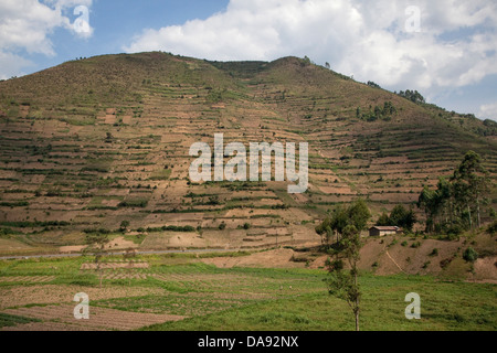 Afrika, Uganda, Ostafrika, schwarzen Kontinent, Afrika, Great Rift, Landwirtschaft, Landschaft, Tee, Tee-Plantage, Perle-Plantage Stockfoto