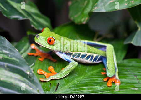 Rotäugigen Baumfrosch (Agalychnis Callidryas), Costa Rica Stockfoto