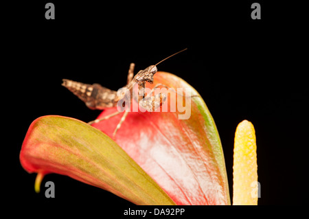 Budwing Mantis Mantodea Stockfoto