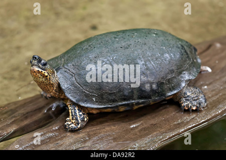 Black River Schildkröte (Rhinoclemmys Funerea), Costa Rica Stockfoto