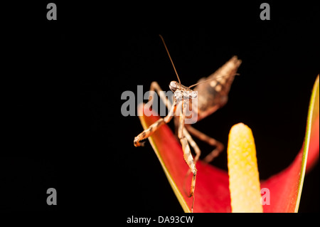 Budwing Mantis Mantodea Stockfoto