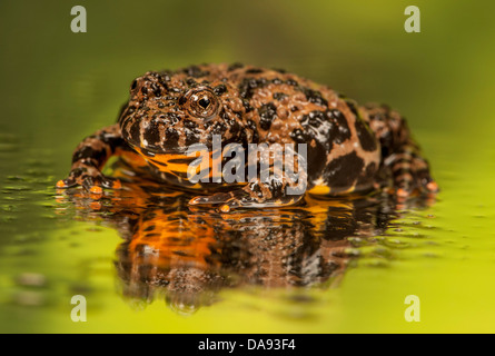 Oriental Fire Bellied Toad, Geburtshelferkröte orientalis Stockfoto