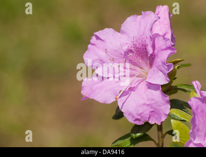 Nahaufnahme einer einzigen Rosa Azalee Blüte Stockfoto