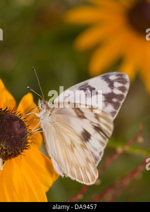 Vertikales Bild eines karierten weißen Schmetterlings Fütterung auf eine Black-Eyed Susan Blume Stockfoto