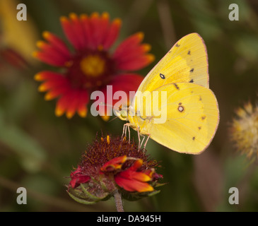 Leuchtend gelben Schwefel getrübt Schmetterling Fütterung auf eine indische Decke Blume mit Sommer Wiese Hintergrund Stockfoto