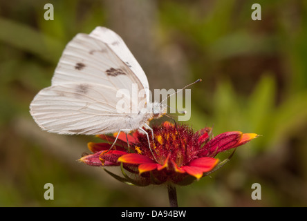 Ventrale Ansicht eines karierten weißen Schmetterlings Fütterung auf tiefen roten Indianer Decke Blume Stockfoto